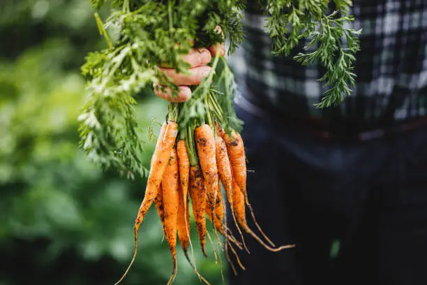 Fresh harvest from the farm